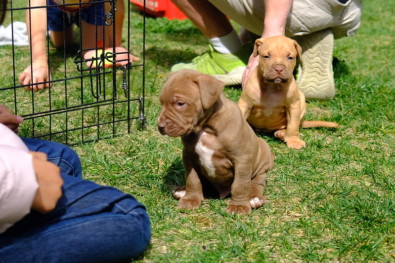 Two puppies on the grass with people sat around them