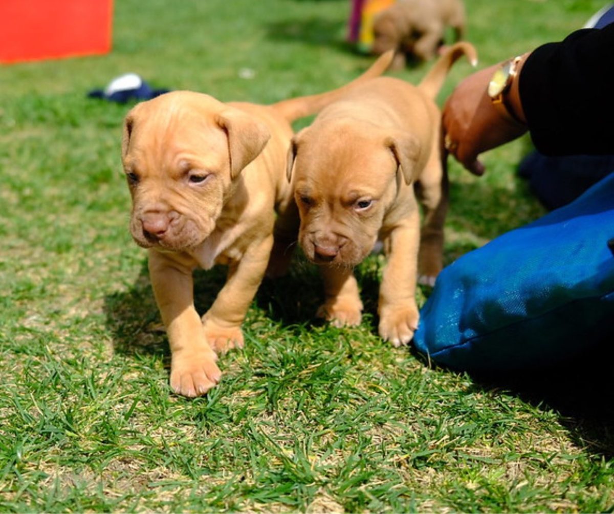 Two puppies walking alongside eachother on the grass as a person pats them sitting on their knees to the right.