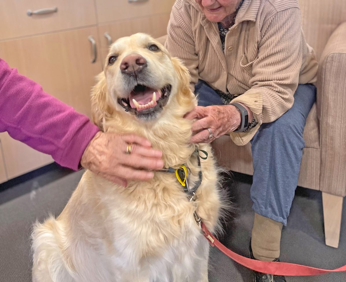 Bear the golden retriever dog being patted by seated elderly people with a big grin on his face