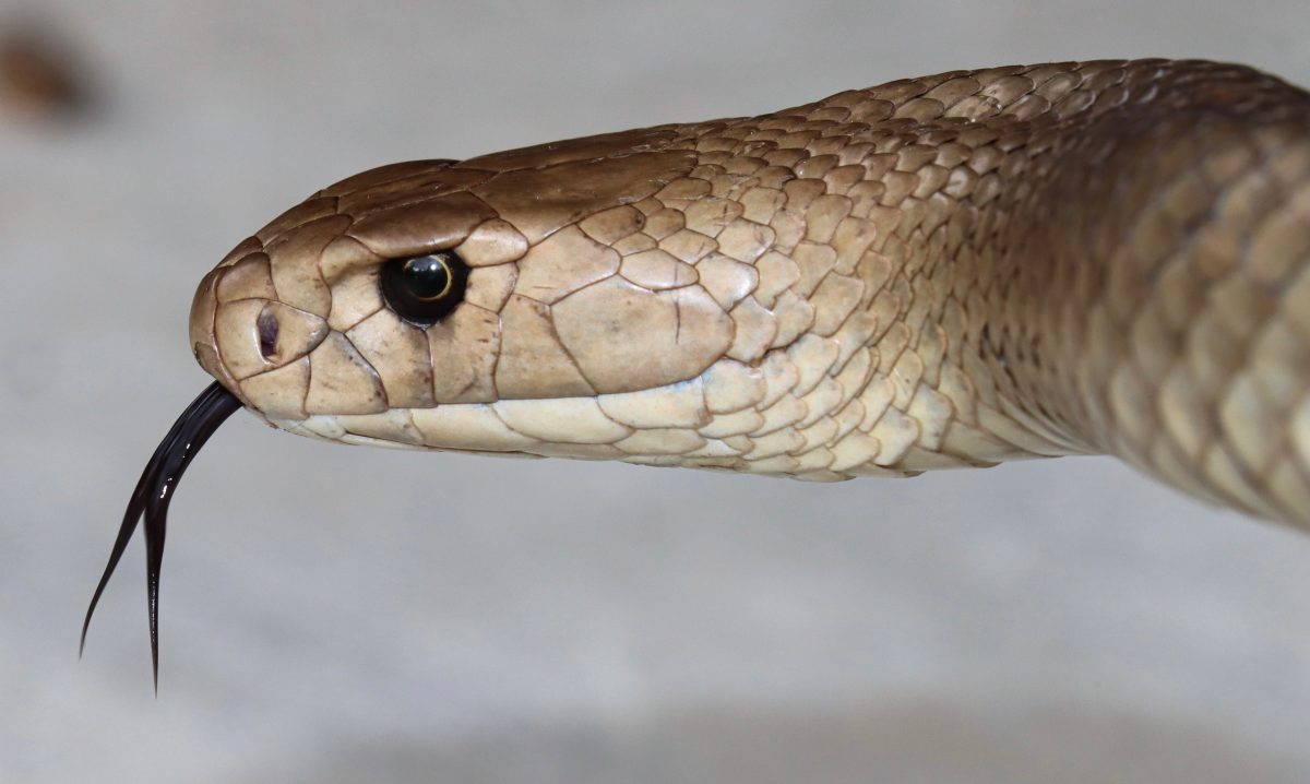 Brown snack head with black eyes and forked tongue against a grey background. 