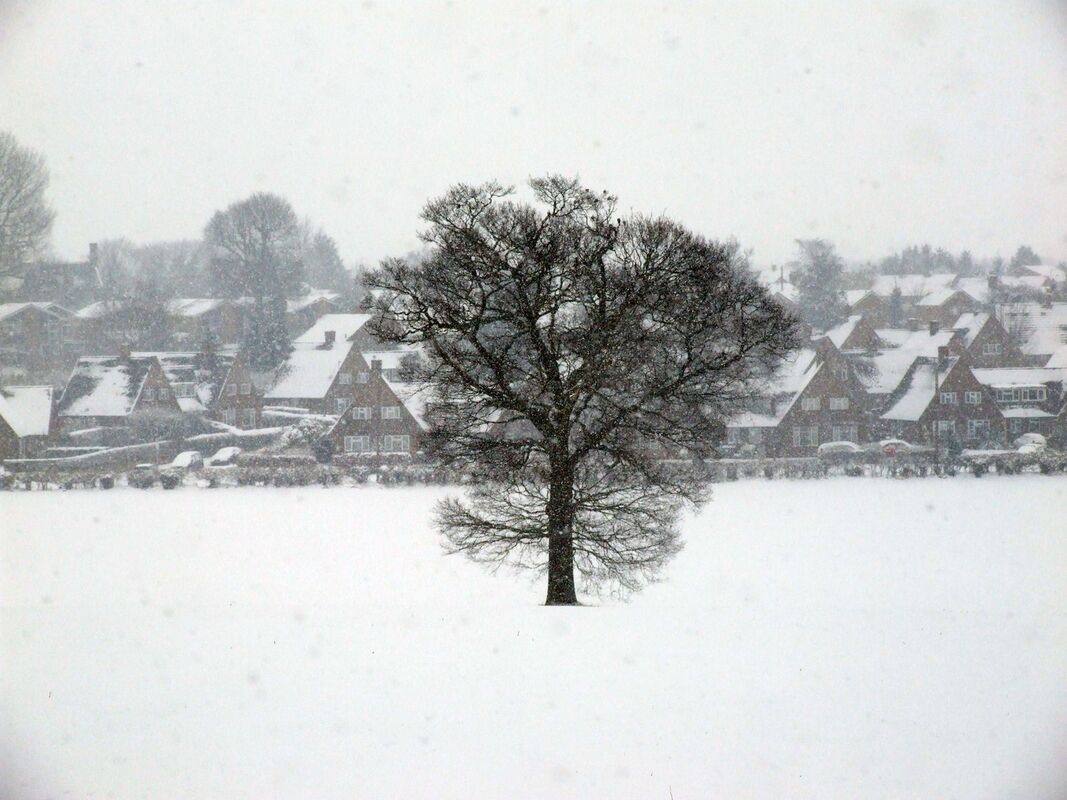 A tree without leaves in the middle of a field blanketed with snow, and a group of houses in the background.