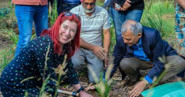 Celebrate Guru Nanak’s Garden this late spring on shores of Lake Ginninderra