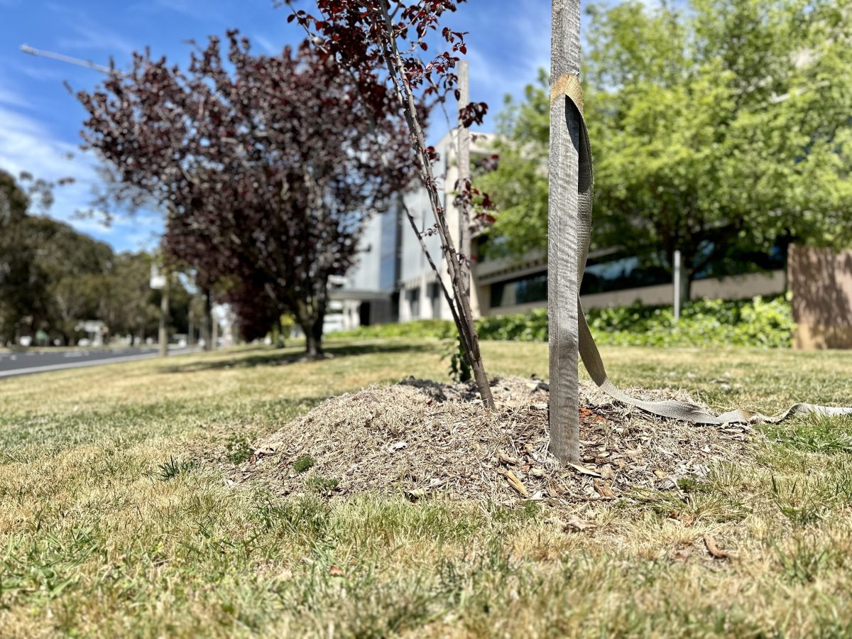 Street trees