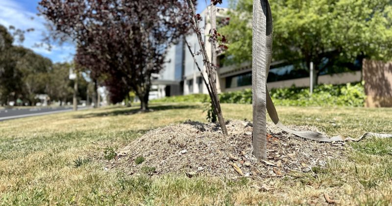 Do you have a say over what type of tree is planted on your nature strip? It depends