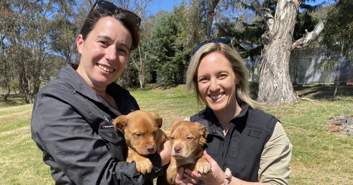 Holy crap! Trip to Cootamundra toilet leaves Sydney family in