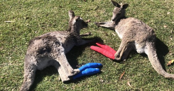 Far South Coast pair helping kangaroos affected in bushfire bounce back with some tender loving care