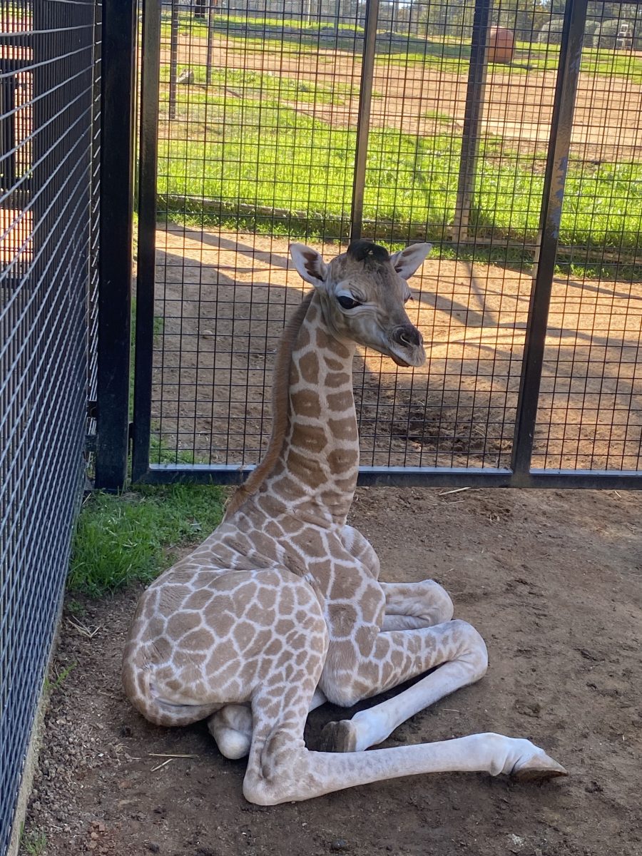 baby giraffe