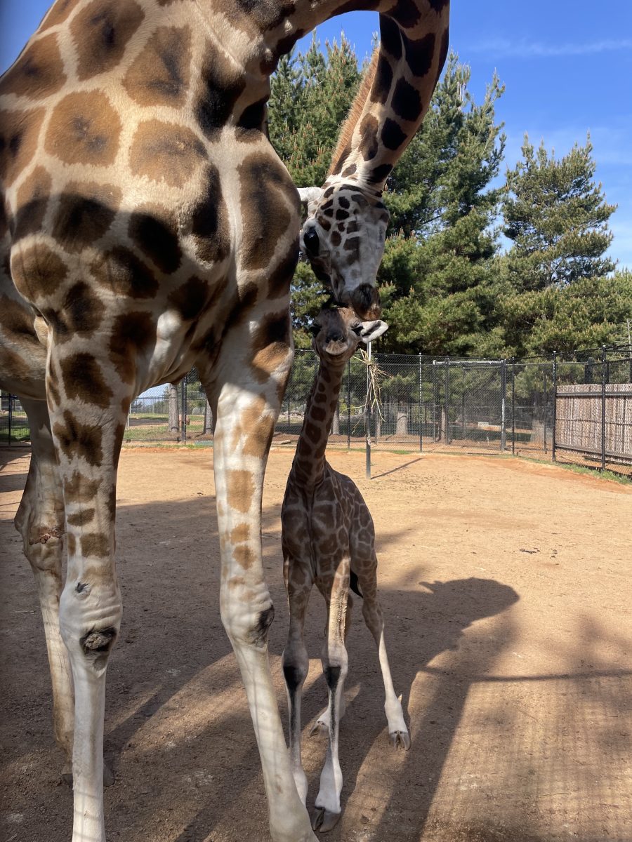 bay giraffge with mum