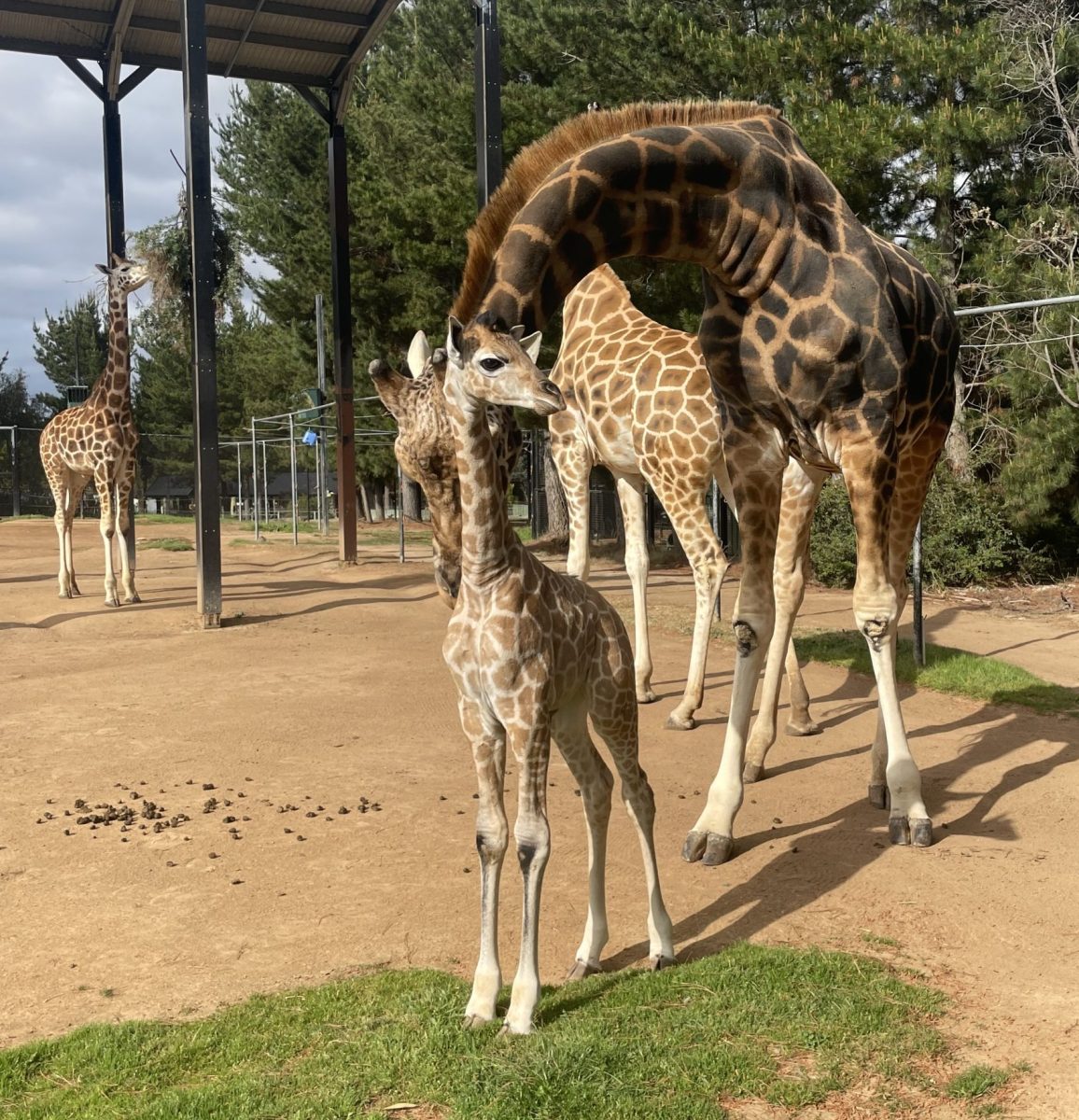 A giraffe calf standing with several adult giraffe behind her