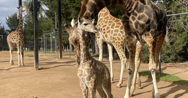 The National Zoo's latest arrival is still finding her feet but she's already a star