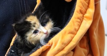 Kitten thrown out of moving car was left with head injuries, police allege