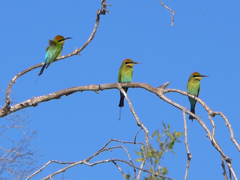 Rainbow Bee-eater birds on branch