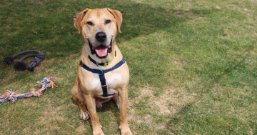 RSPCA ACT's Pets of the week - Bailey & Tosca