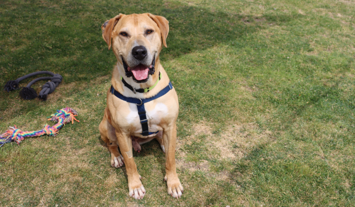 golden labrador