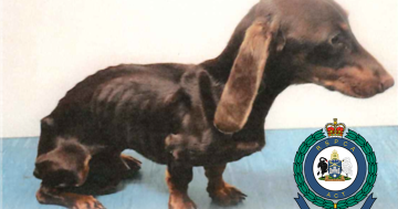RSPCA wants stronger sentencing after man avoids conviction for starving dachshund
