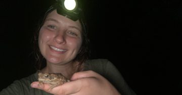 Crows vs cane toads – could avian attackers be the answer to invasive species control?