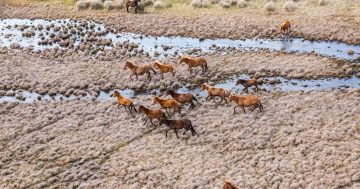 Federal Government flags further reductions to Kosciuszko's wild horse population