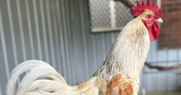 RSPCA ACT's Pets of the week - Casemiro and Arlo the Rooster