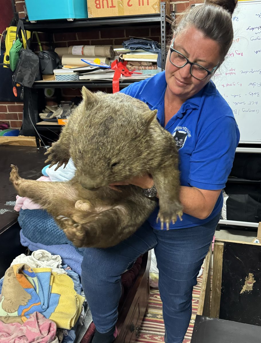 A Wombat Rescue team member holds a wombat.