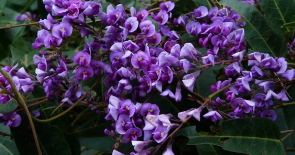 Sprawling pea vine revives tale of a broken heart