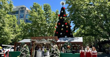 How does Canberra's Christmas tree compare to others around the world?