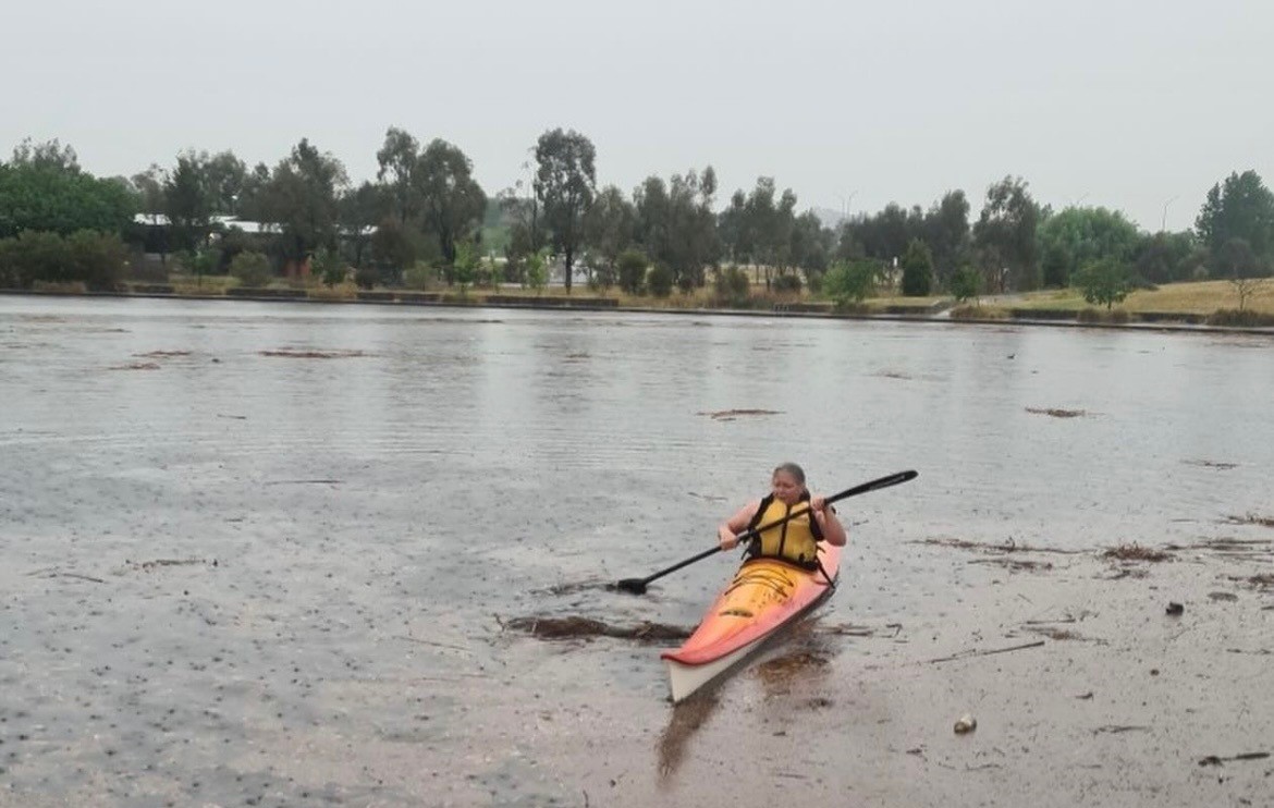 Kayaker uses oar to keep wombat's head out of water