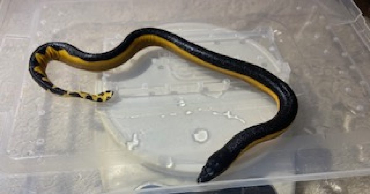 Yellow-bellied sea snakes wash up all along the South Coast this week ...