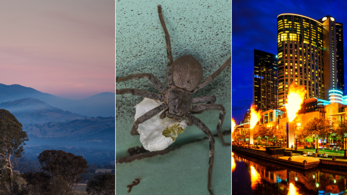 Brindabellas, huntsman spider, Crown Melbourne