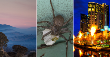 QUIZ: Are huntsman spiders aggressive? Plus 9 other questions this week