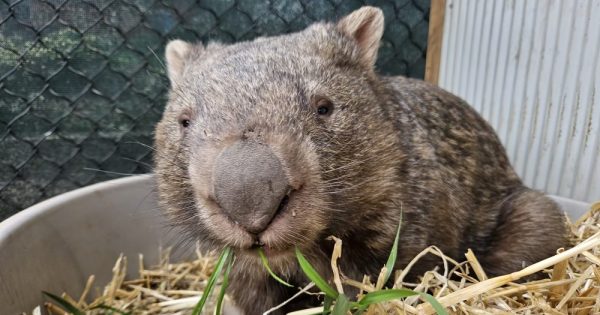 Carers needed urgently to look after wombats