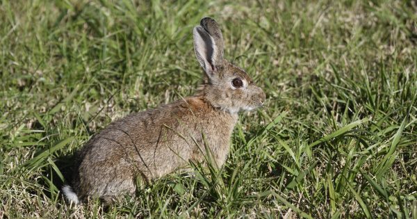 City Hill rabbit control program to begin next week