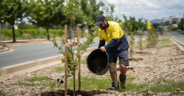 Canberra's tree planting program grows beyond expectations but newer suburbs still lagging behind