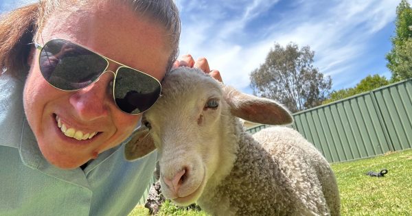 Ewe herd it here first: Natalie had a little lamb ... Binalong Police a woolly new recruit