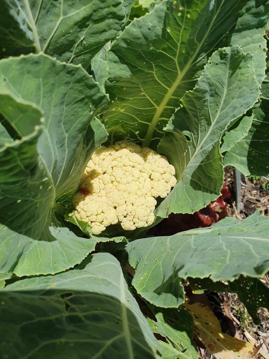 cauliflower plant