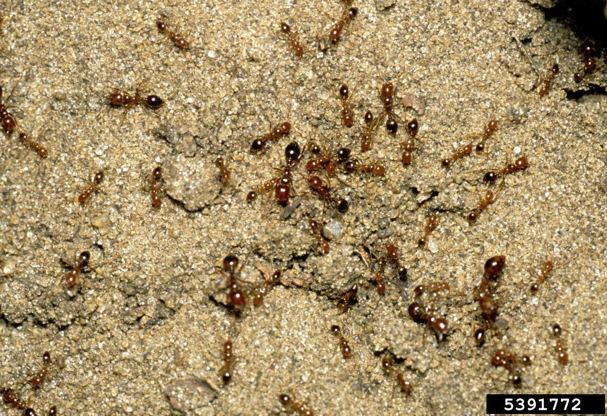 fire ants