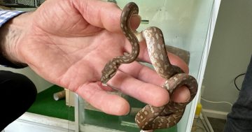 Snakes make great pets, reckons Canberra's Dennis Dyer (just make sure you move slowly)