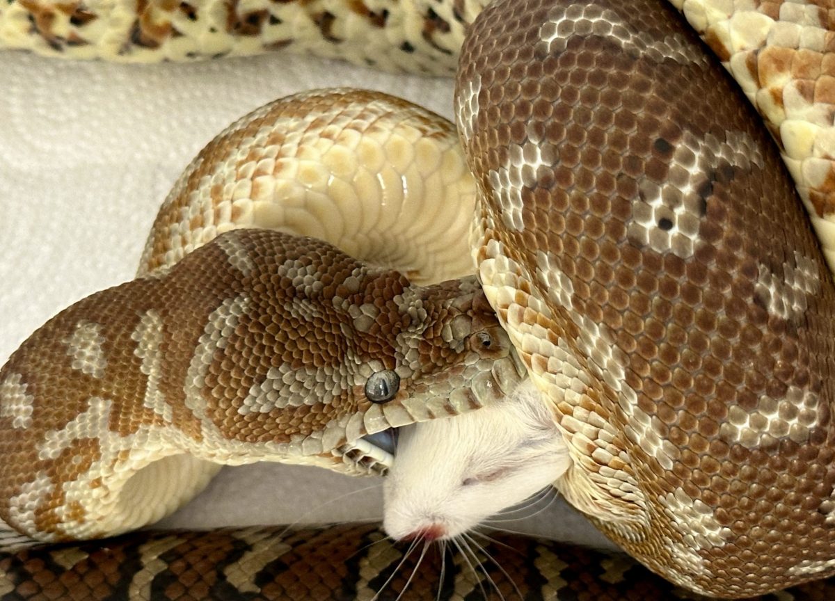 Bredl python eating a rat