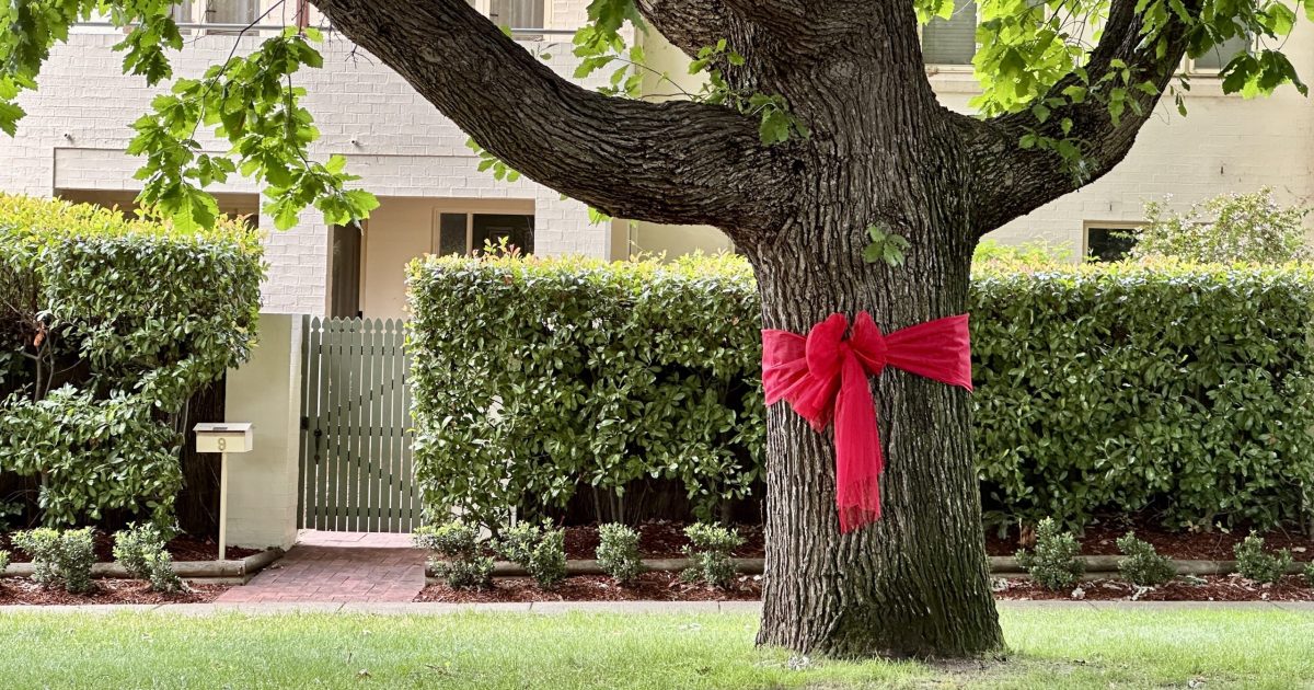 Hundreds of Canberra’s street trees are decorated with bows this Christmas. But who put them there? | Riotact