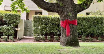 More than 600 Canberra trees are decorated with red bows this Christmas. But who put them there?