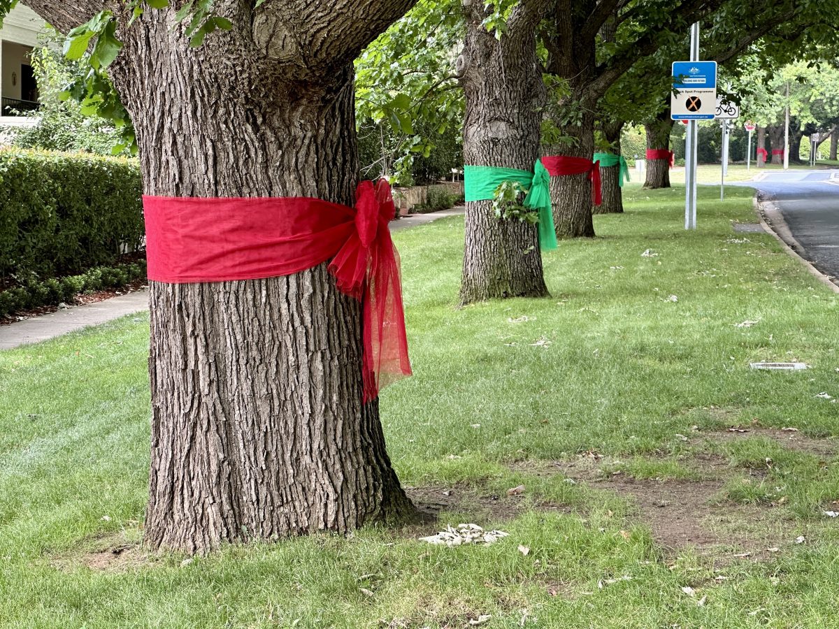 Red bows for Christmas