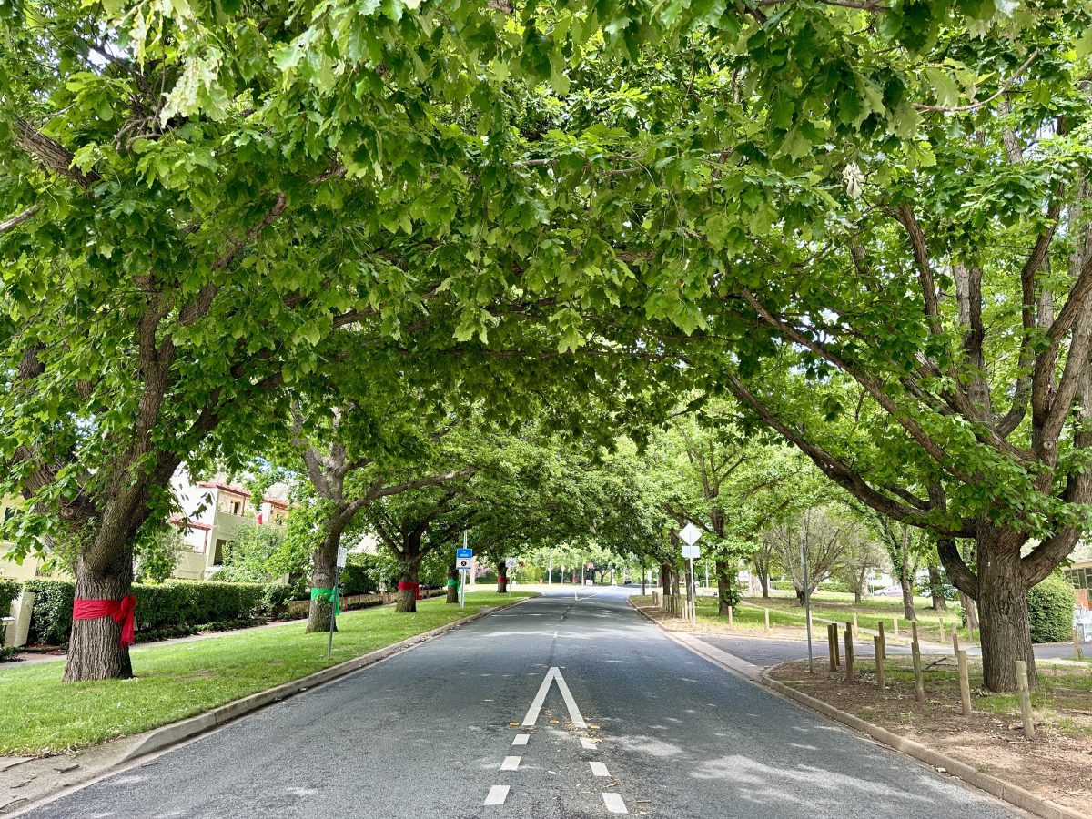 Hundreds of Canberra's street trees are decorated with bows this ...