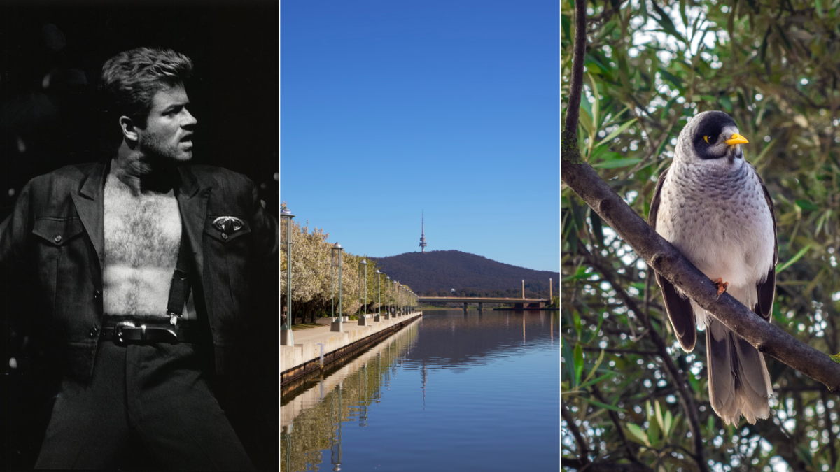 George Michael, Lake Burley Griffin, Common Miner bird