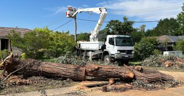 Police warn of gardening and arborist scam targeting Canberrans