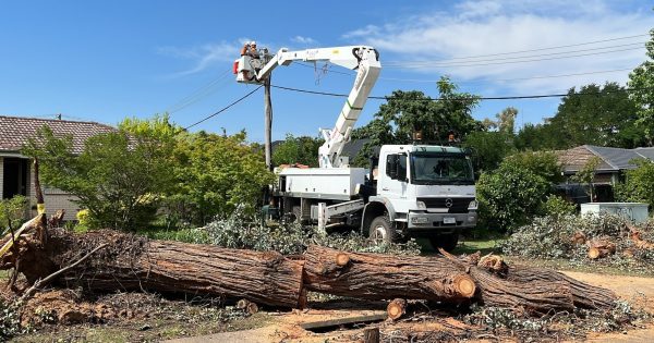 Evoenergy investigates 'growth modelling' to work out which of Canberra's trees need trimming