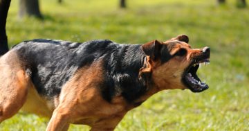 'My dog is friendly' - well, mine doesn't want to be their friend