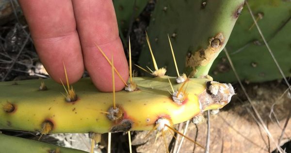 Insects to help in Territory's fight against infestation of Prickly Pear