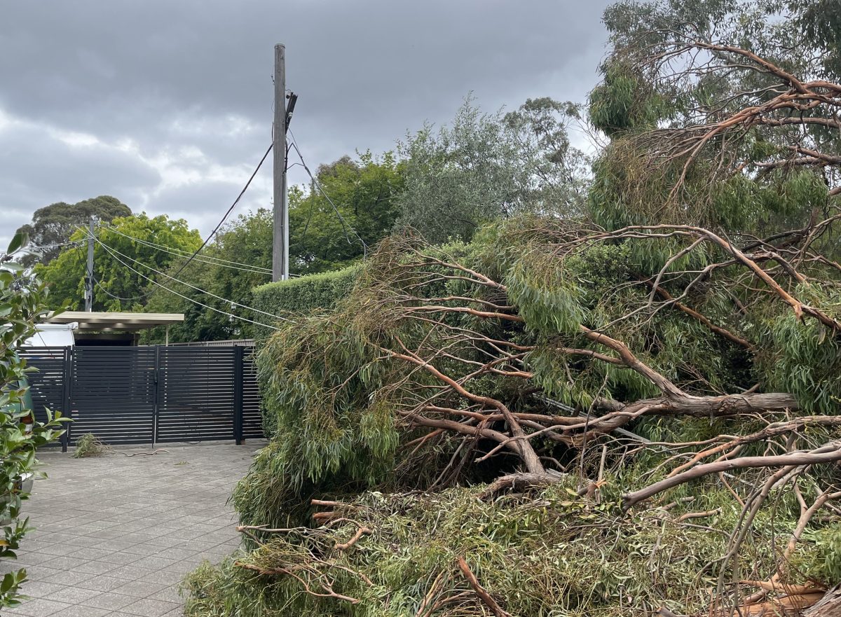 fallen tree on powerlines