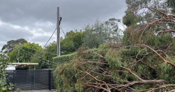 How to minimise the cost of your trees during a storm