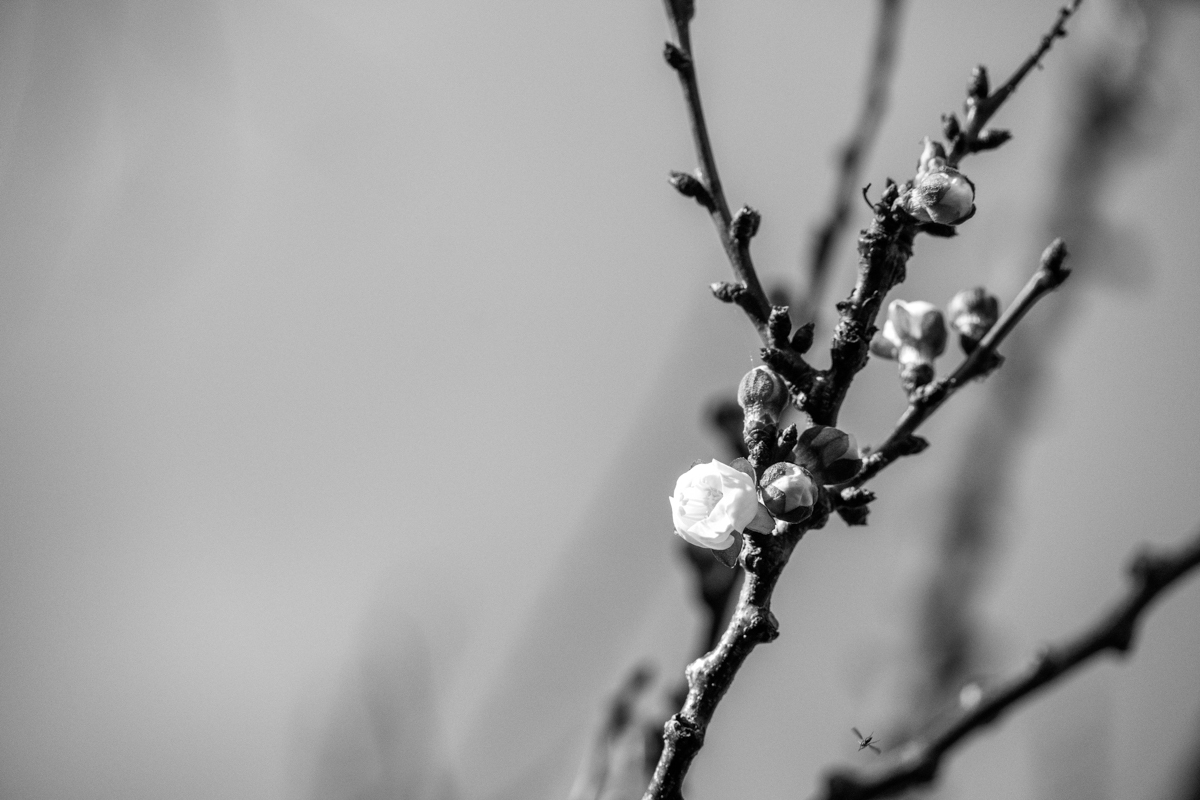 flower buds on branch