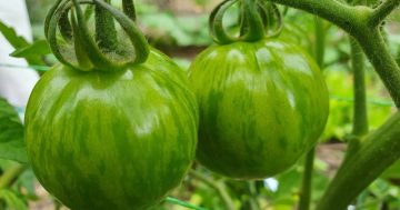 Notes from the Kitchen Garden: a hot and humid summer has challenges for the veggies